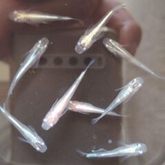 鉄仮面ー3の画像