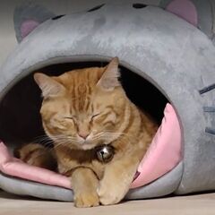 とっても可愛いチャトラ成猫です