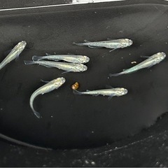 メダカ　緑光　今年生まれ個体❗️ めだかの画像