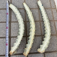 サボテン　ホワイトゴーストの画像