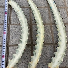サボテン　ホワイトゴーストの画像
