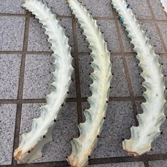 サボテン　ホワイトゴーストの画像