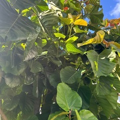 ウンベラータの画像