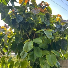 ウンベラータの画像