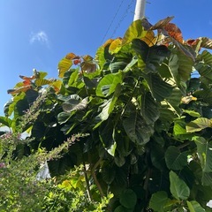 ウンベラータの画像