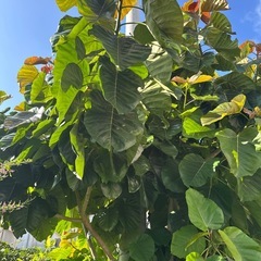 ウンベラータの画像