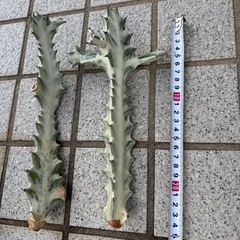 サボテン　ホワイトごゴーストの画像
