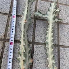 サボテン　ホワイトごゴーストの画像