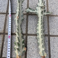 サボテン　ホワイトごゴーストの画像