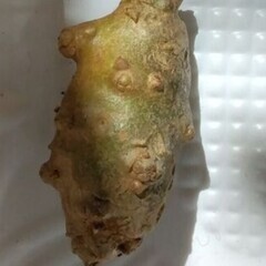 食べられるおかわかめ決まりました【停止】の画像