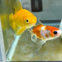 癒し♪金魚の赤ちゃんの画像