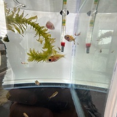 癒し♪金魚の赤ちゃんの画像