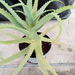 アロエ（キダチアロエ）の画像