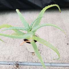 アロエ（キダチアロエ）の画像