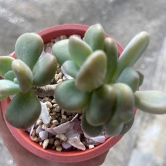 多肉植物の画像