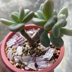 多肉植物の画像