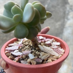 多肉植物の画像