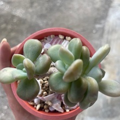 多肉植物の画像