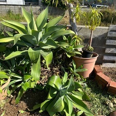 アテナータの画像