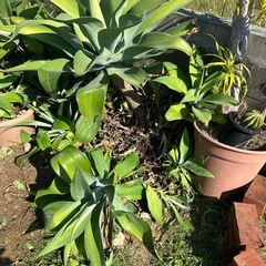 アテナータの画像