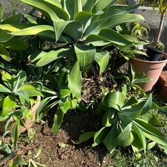 アテナータの画像