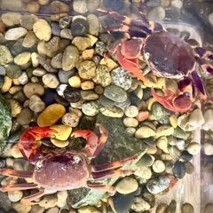 【値下げ】レッドスパイダークラブ 1ペアの画像