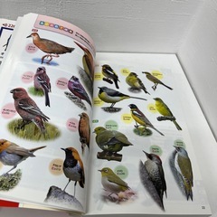 ぱっと見わけ観察を楽しむ野鳥図鑑の画像