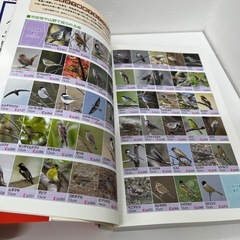 ぱっと見わけ観察を楽しむ野鳥図鑑の画像