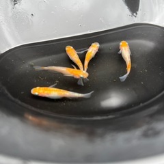 紅白ラメ　5匹　メダカ　めだかの画像