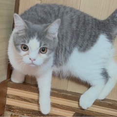 【里親募集中】足長マンチカン　男の子