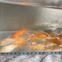 金魚　8匹の画像
