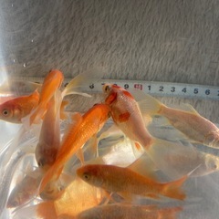金魚　8匹の画像