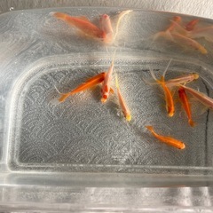 金魚　8匹の画像