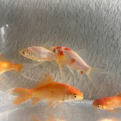 金魚　8匹の画像