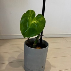モンステラの画像