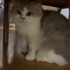 スコティッシュフォールド　女の子