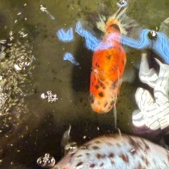 江戸錦4匹➕1匹
の画像