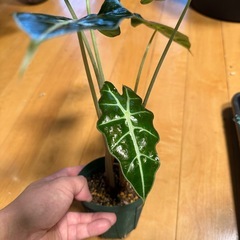 アロカシア  観葉植物の画像