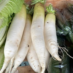 今日も新しい品種の野菜が出てます。の画像