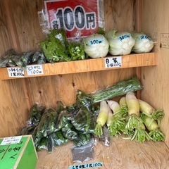 今日も新しい品種の野菜が出てます。の画像