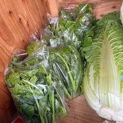 今日も新しい品種の野菜が出てます。の画像