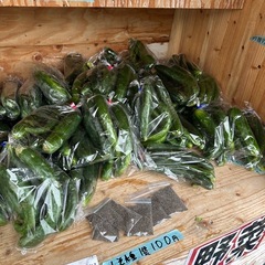 今日も新しい品種の野菜が出てます。の画像