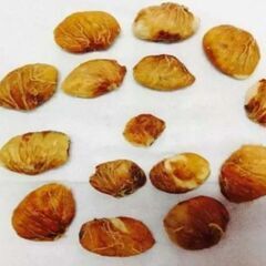 【初心者OK！】再入荷 Mangosteen マンゴスチンの種 余裕の４個!の画像