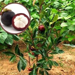 【初心者OK！】再入荷 Mangosteen マンゴスチンの種 余裕の４個!の画像