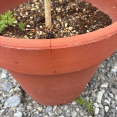 アジサイ・アナベル苗の画像