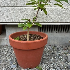 アジサイ・アナベル苗の画像