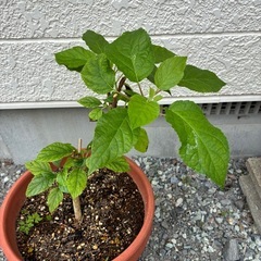 アジサイ・アナベル苗の画像