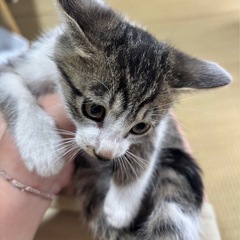 子猫4匹里親募集