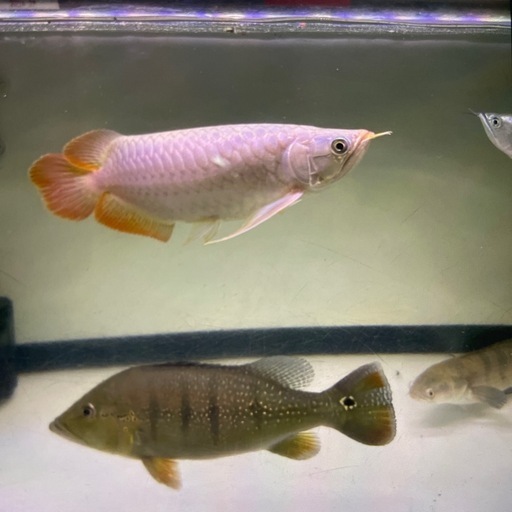 古代魚