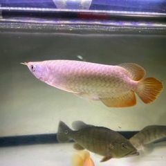 古代魚の画像